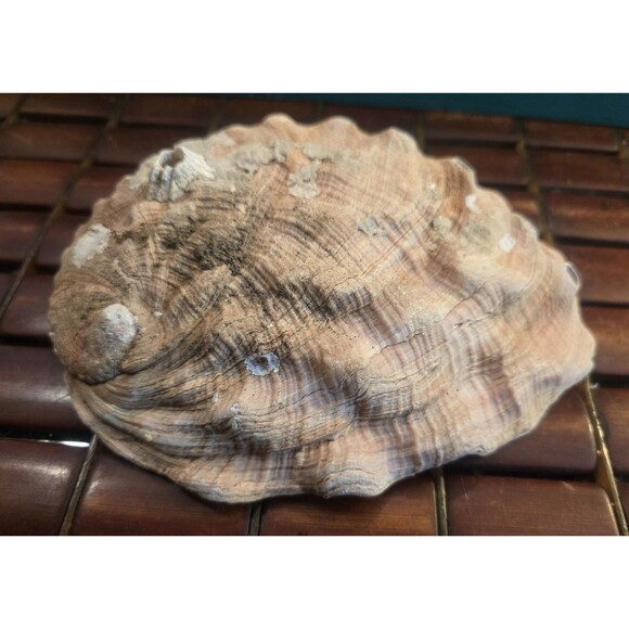 Red Abalone Shell Mother  Pearl Natural Seashell 7"x5"x1.5" - Picture 3 of 6
